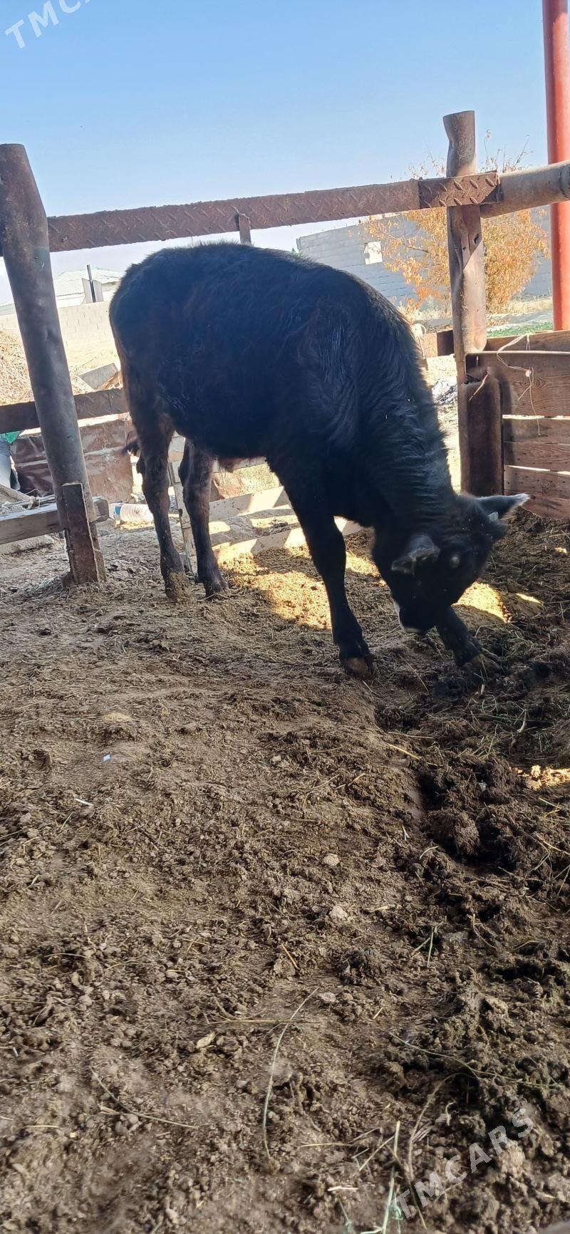 öküz - Бахарден - img 2