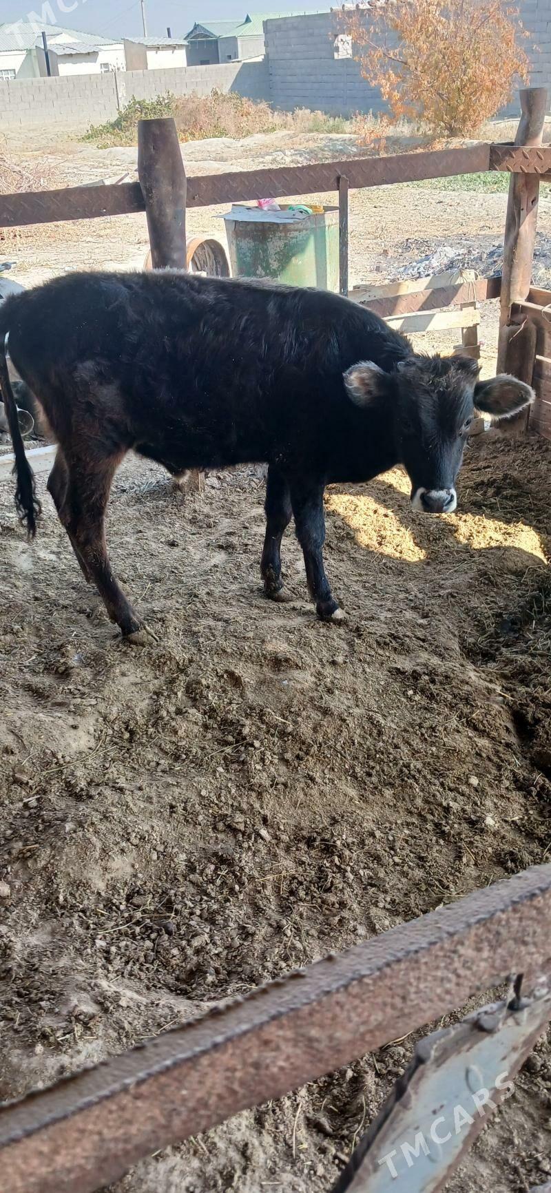 öküz - Бахарден - img 3