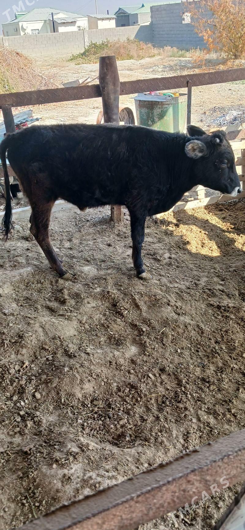 öküz - Бахарден - img 4