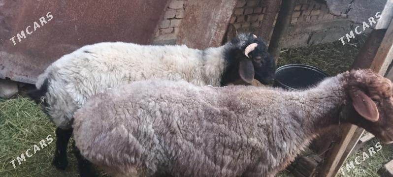 goŷun goç - Çoganly - img 2