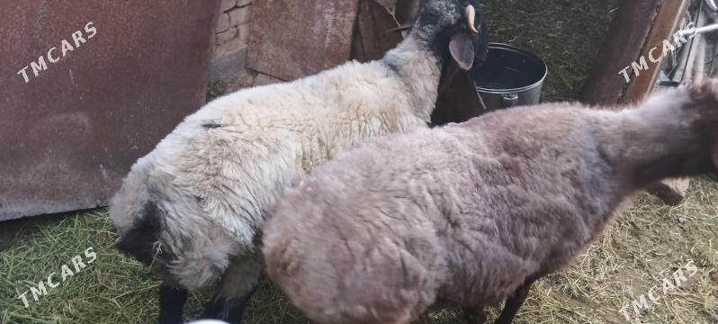 goŷun goç - Çoganly - img 1