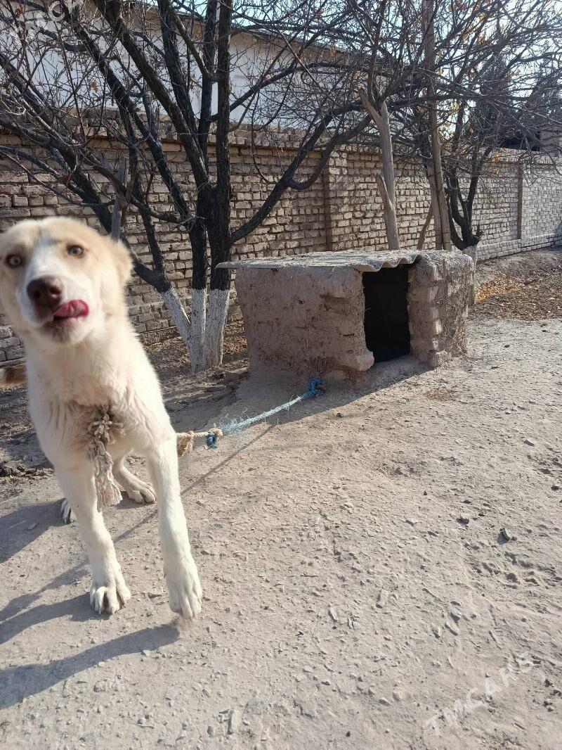 GOŞMAK TURKMEN IT - Гороглы (Тагта) - img 4