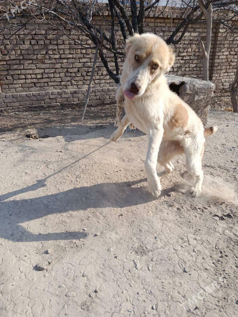 GOŞMAK TURKMEN IT - Гороглы (Тагта) - img 5