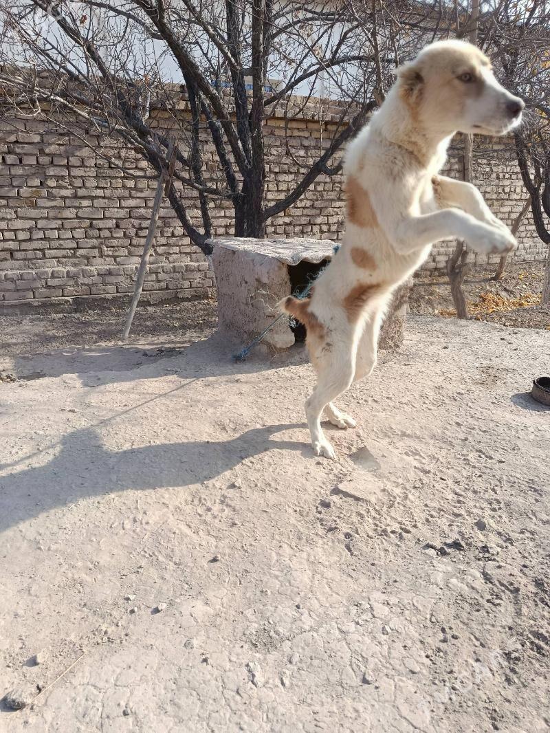 GOŞMAK TURKMEN IT - Гороглы (Тагта) - img 2