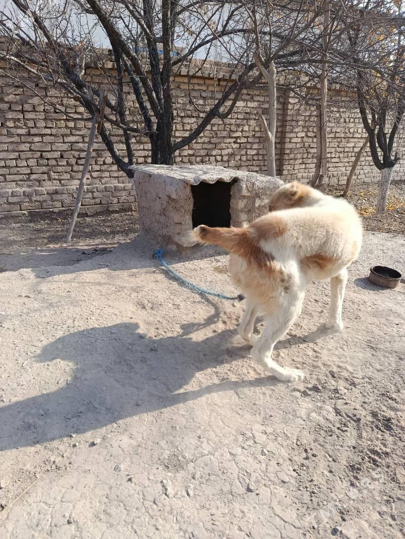 GOŞMAK TURKMEN IT - Гороглы (Тагта) - img 3