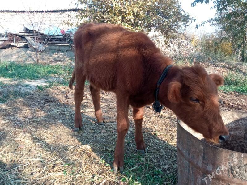 gulajyn - Байрамали - img 2