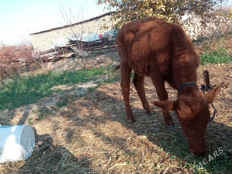 gulajyn - Байрамали - img 3