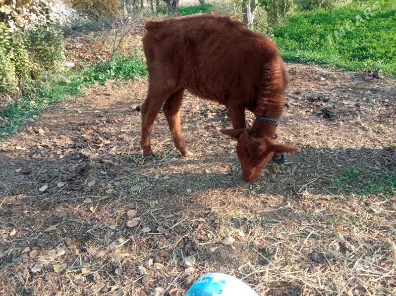 gulajyn - Байрамали - img 4