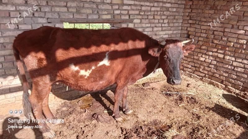 Bogaz sygyr - Mary - img 4