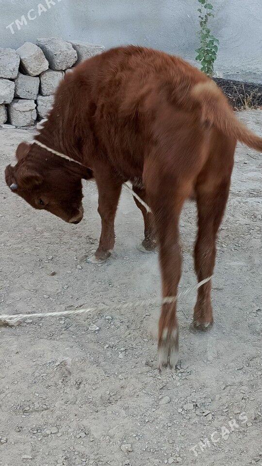 öküz şwes - Büzmeýin - img 2