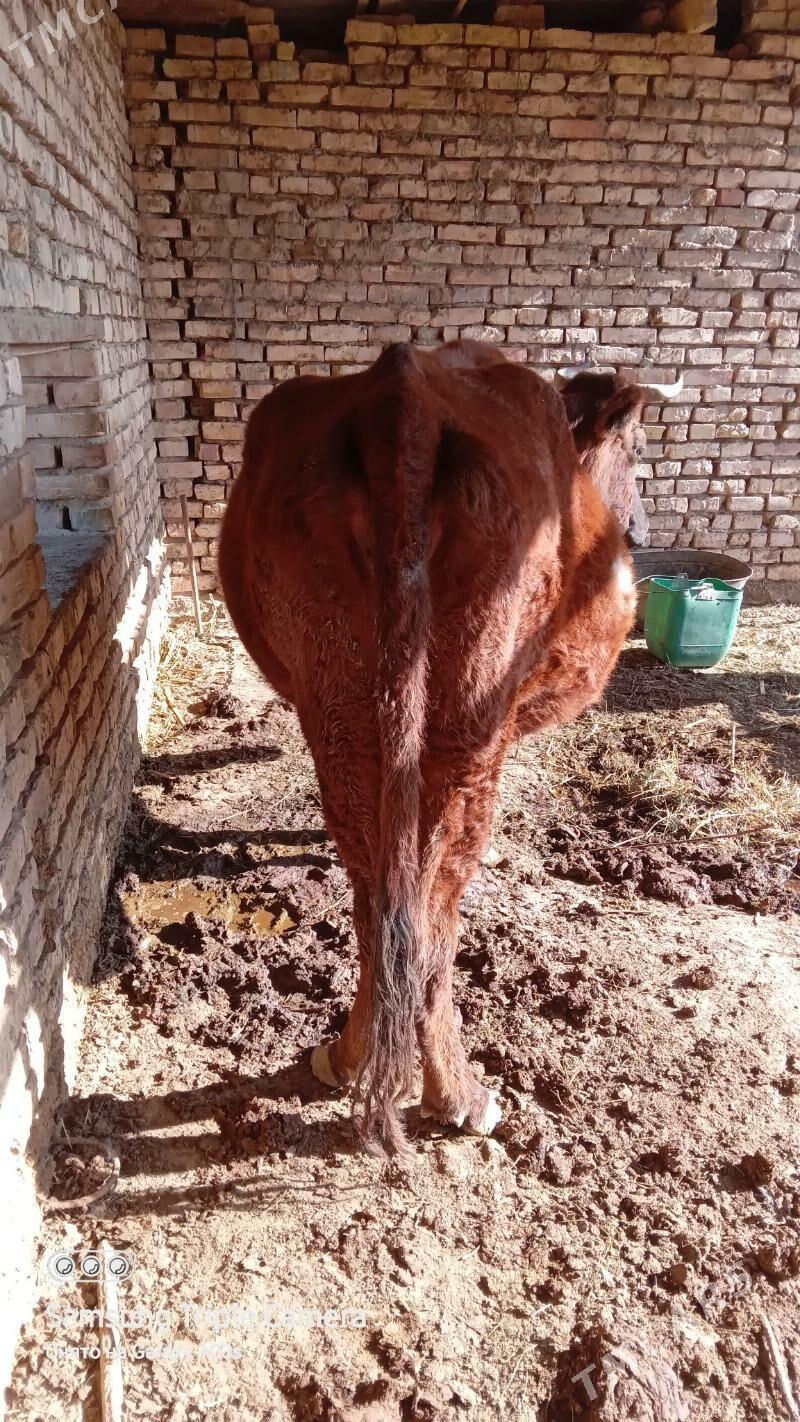 Bogaz sygyr - Mary - img 2