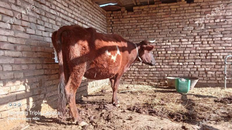 Bogaz sygyr - Mary - img 3