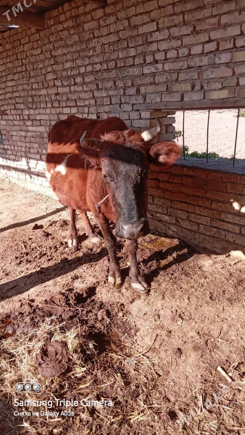 Bogaz sygyr - Mary - img 1