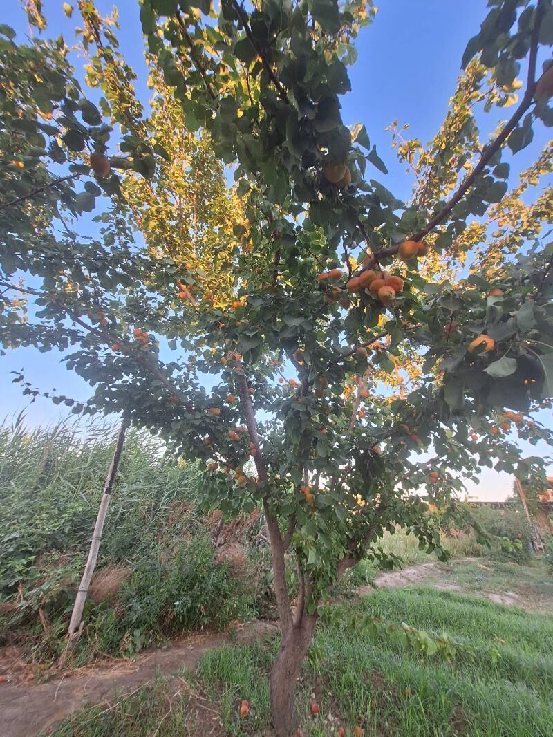 Daça - Türkmenabat - img 2