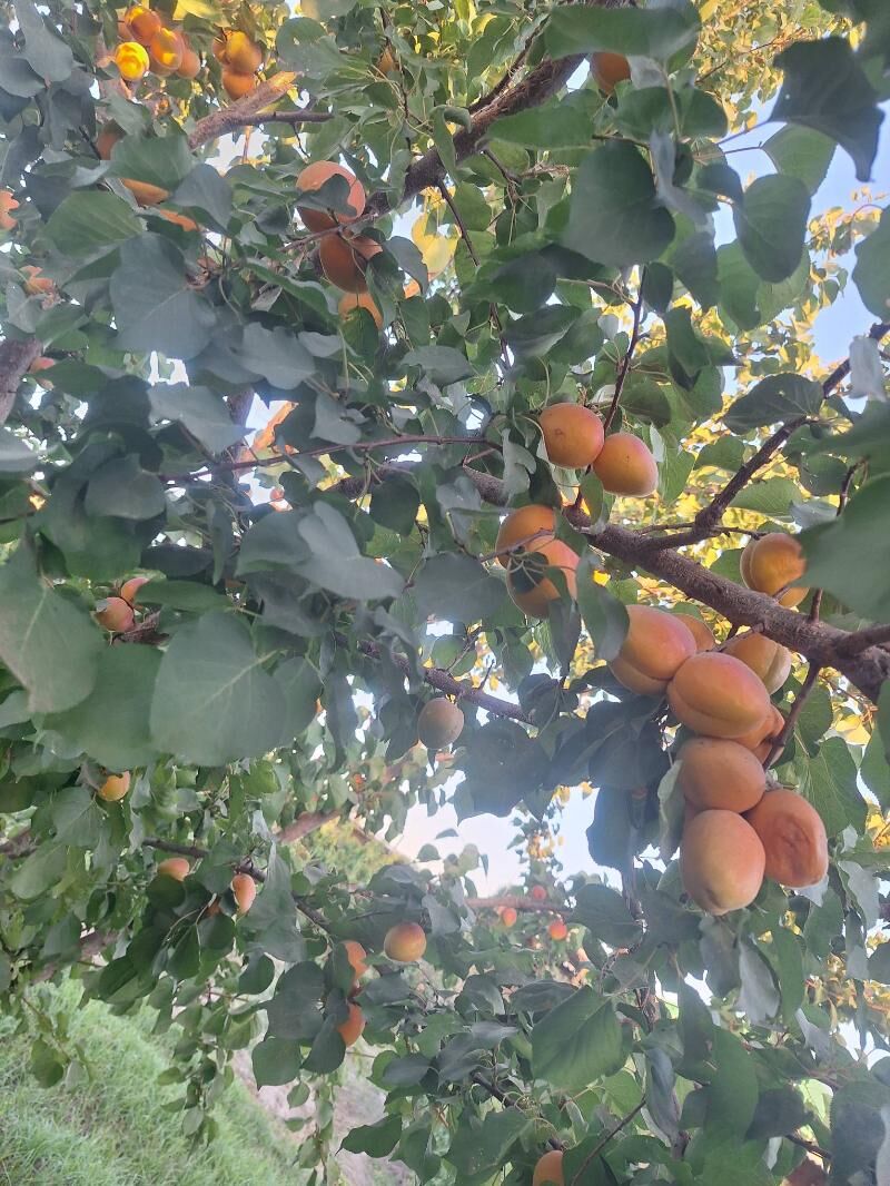 Daça - Türkmenabat - img 3