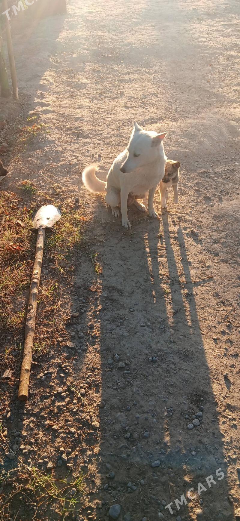 Laýka çagasy - Änew - img 4