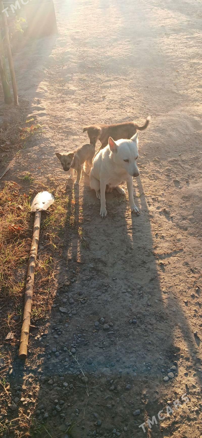 Laýka çagasy - Änew - img 2