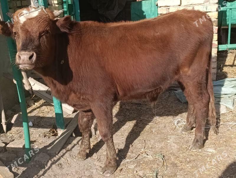 OKUZLER - Туркменабат - img 7