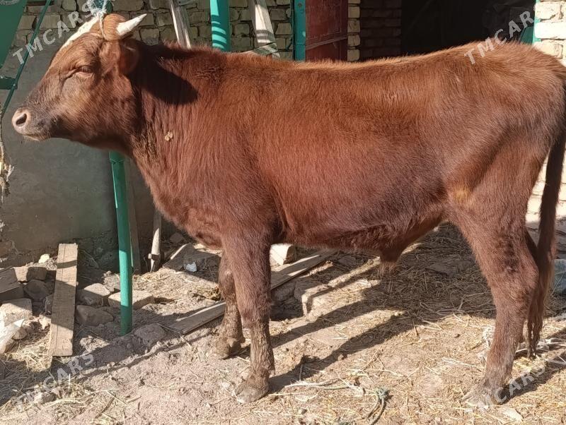 OKUZLER - Туркменабат - img 8