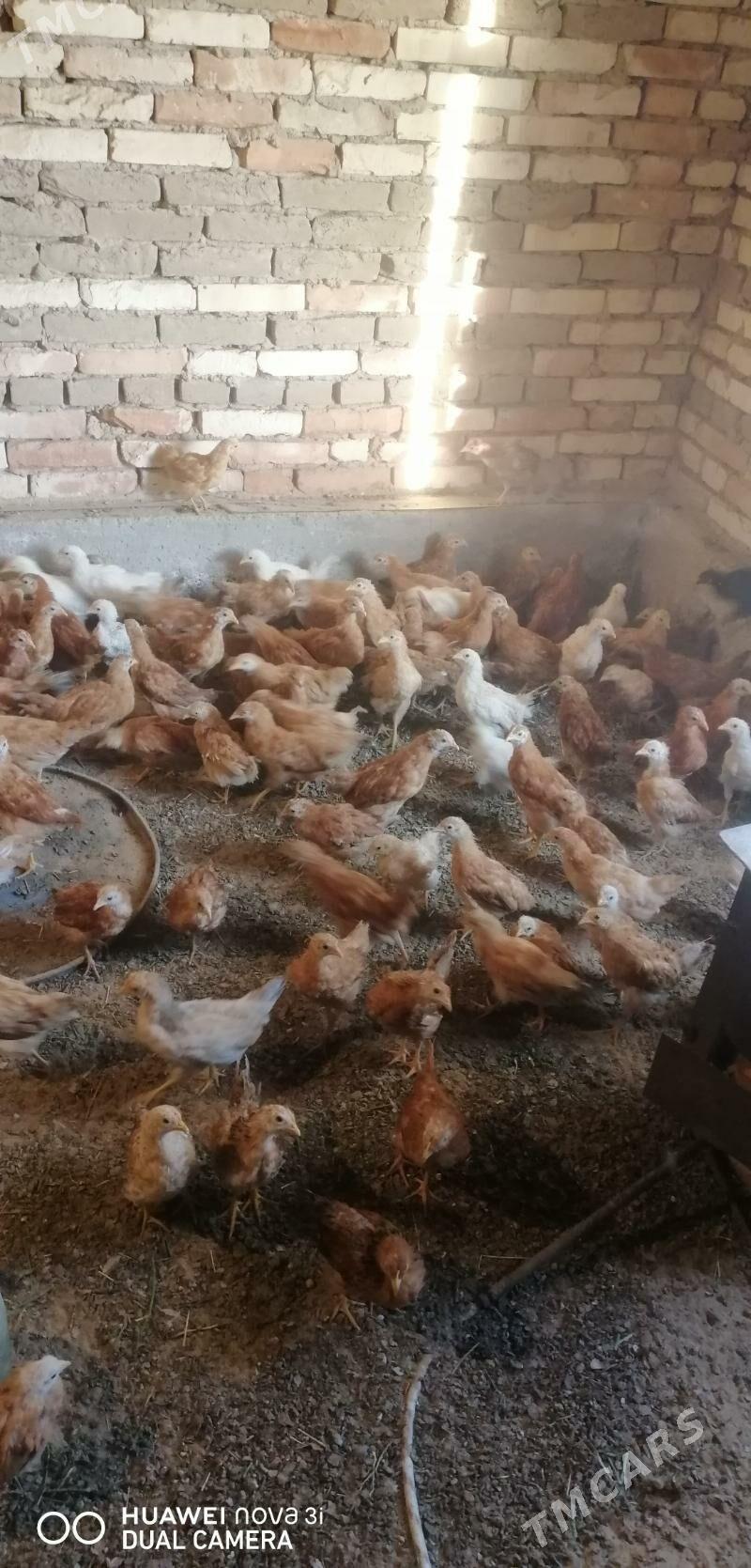 jüýje - Сакарчага - img 3