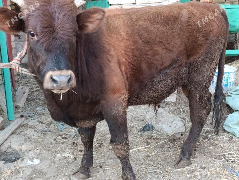 OKUZLER - Туркменабат - img 4