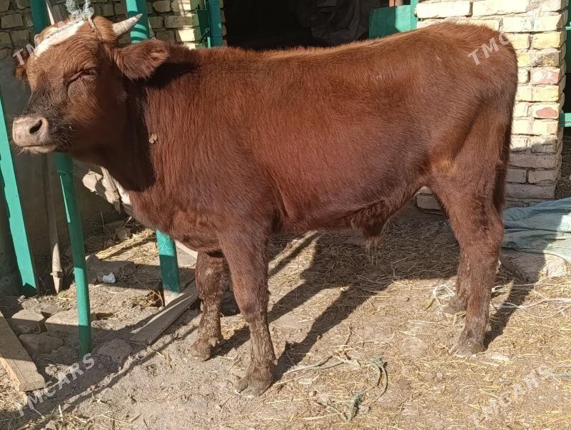 OKUZLER - Туркменабат - img 9