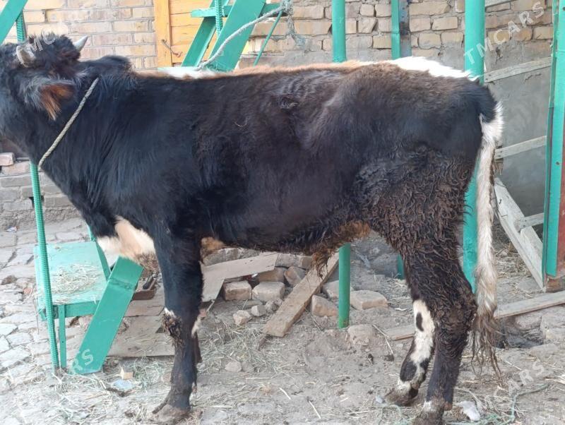 OKUZLER - Туркменабат - img 5