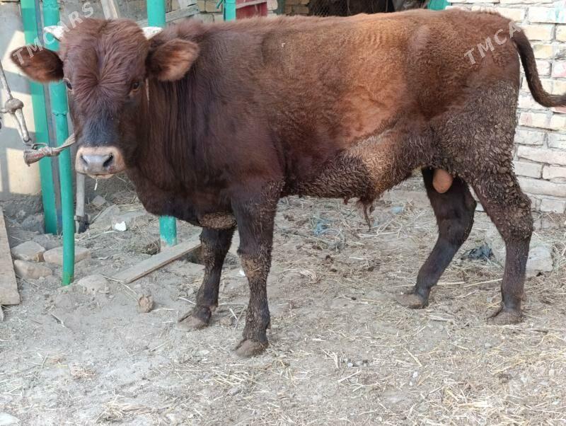 OKUZLER - Туркменабат - img 3