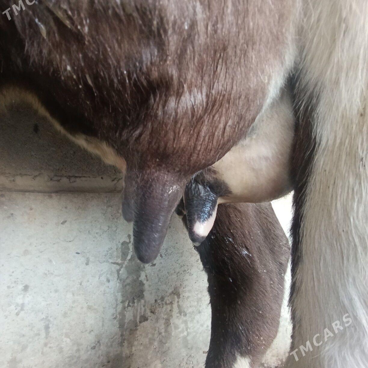 Goleli sygyr - Бахарден - img 3