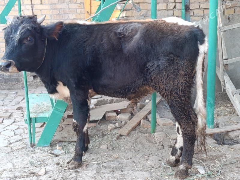 OKUZLER - Туркменабат - img 6