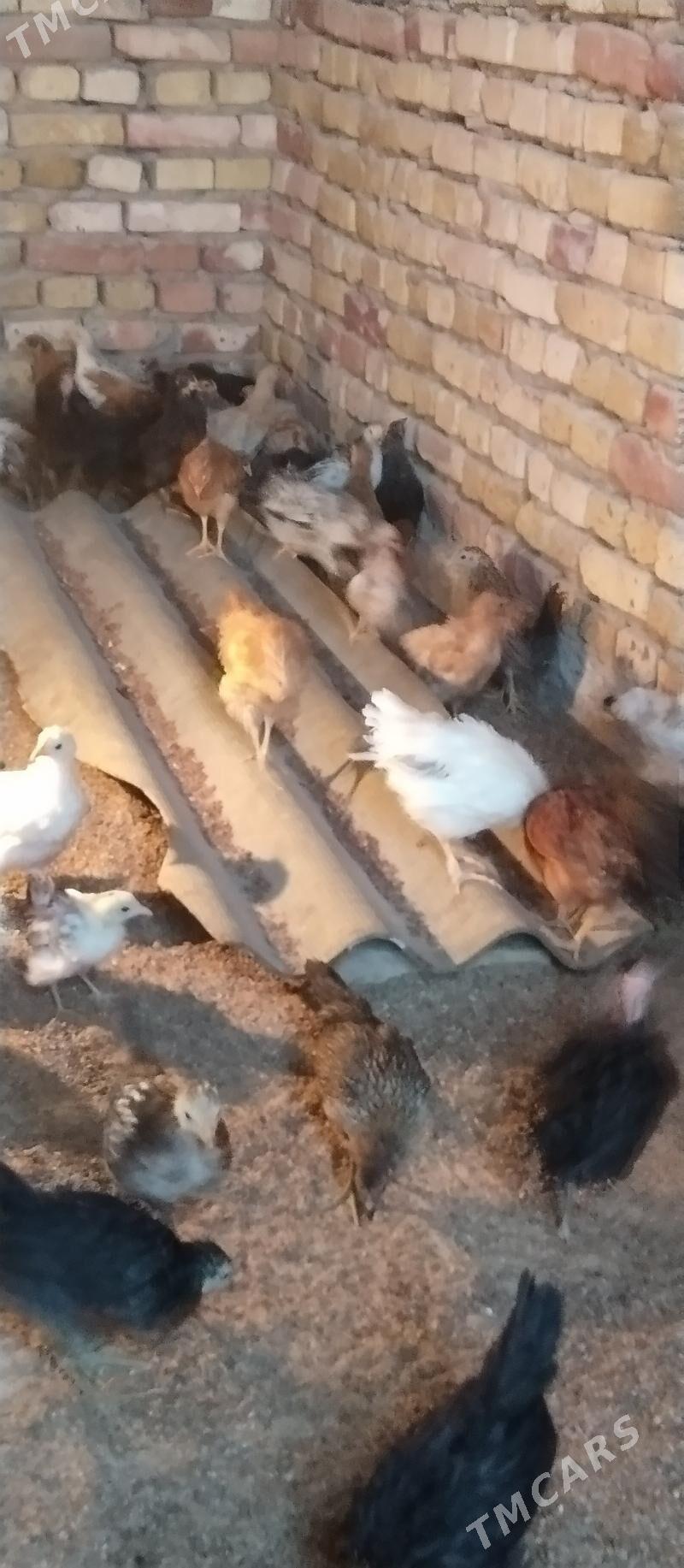 Towuk jüje - Мары - img 4