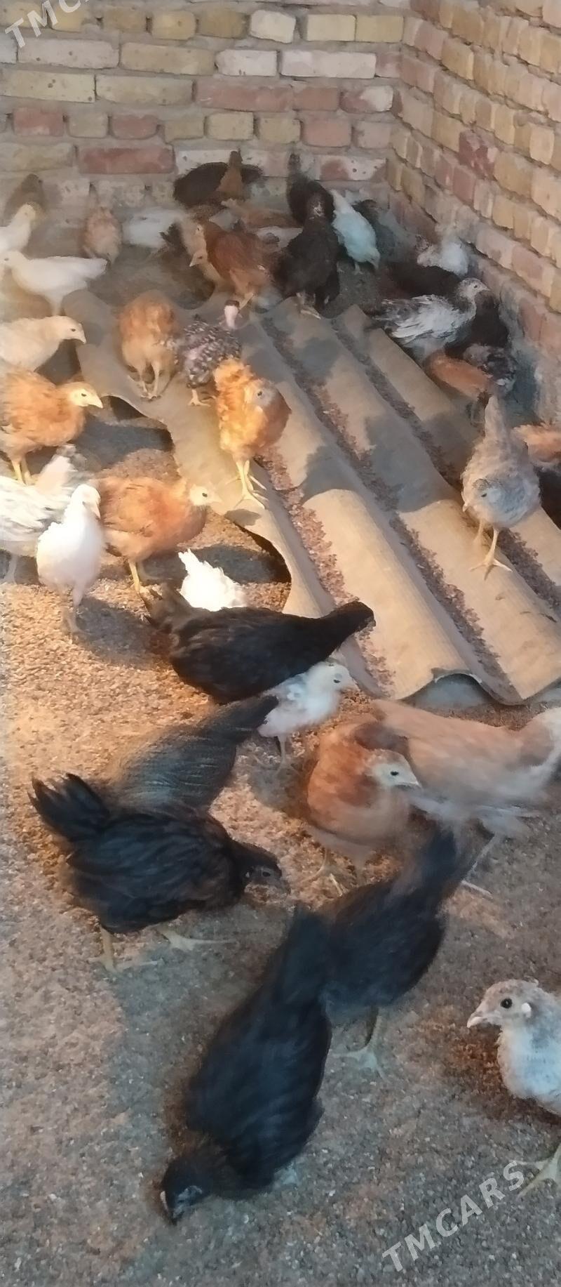 Towuk jüje - Мары - img 3