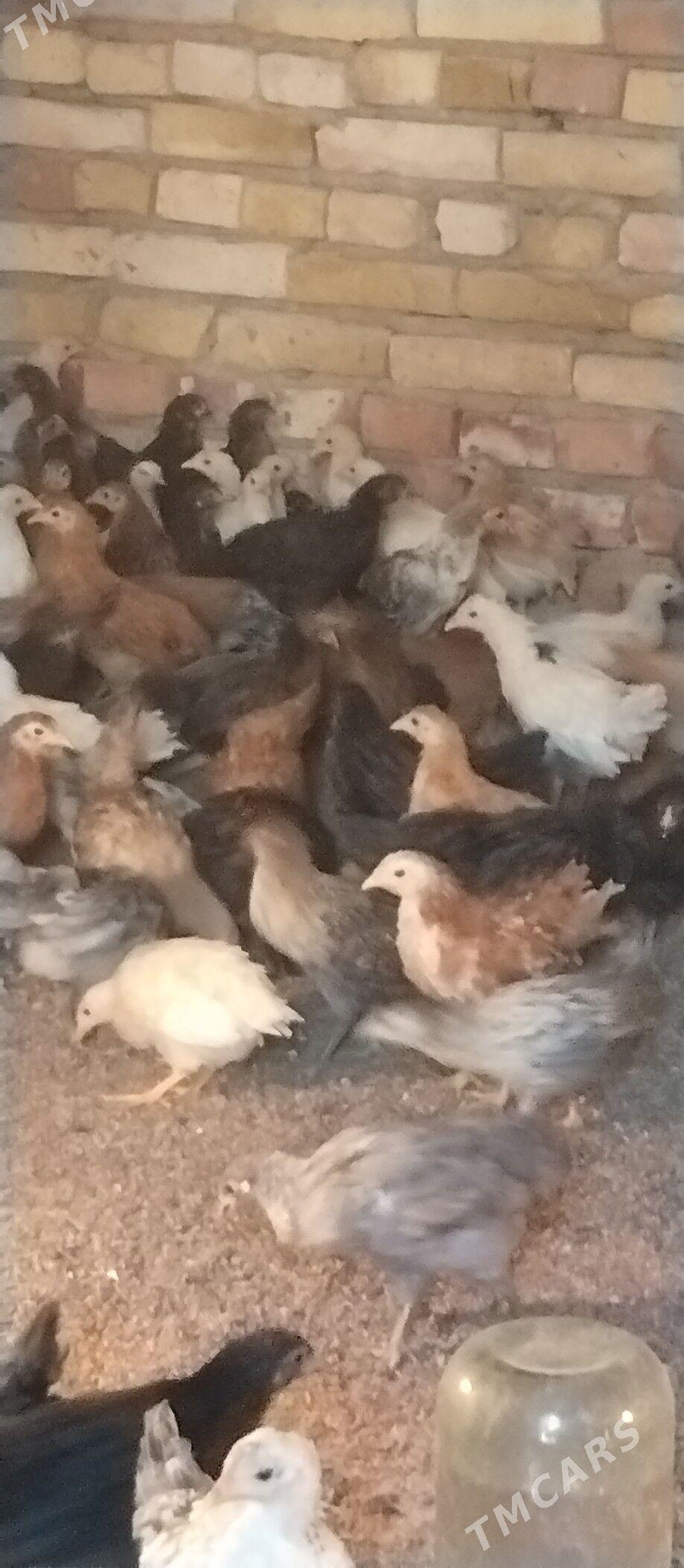 Towuk jüje - Мары - img 5