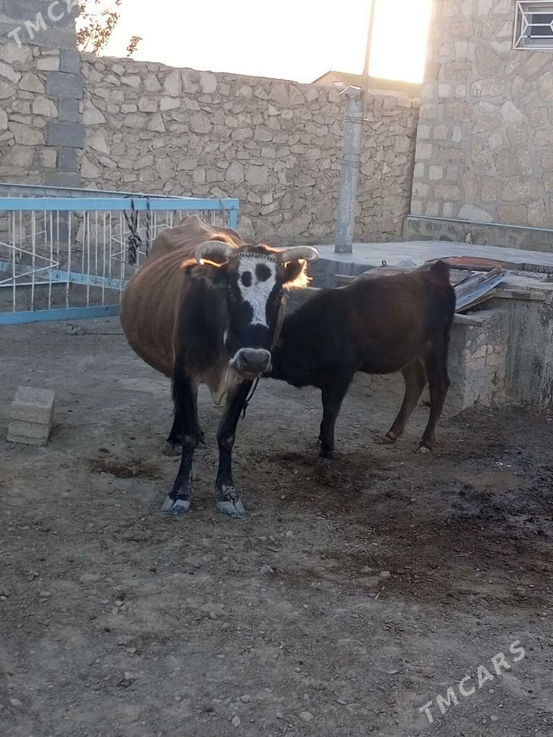 Öý haýwanlaryGöleli sygyr - Берекет - img 2