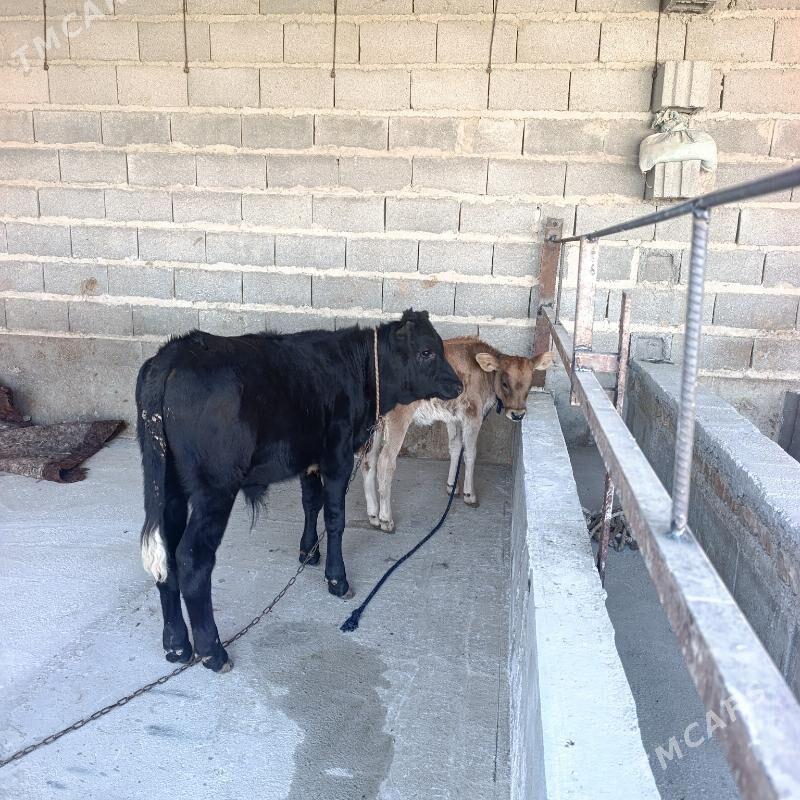 Goleli sygyr - Бахарден - img 4