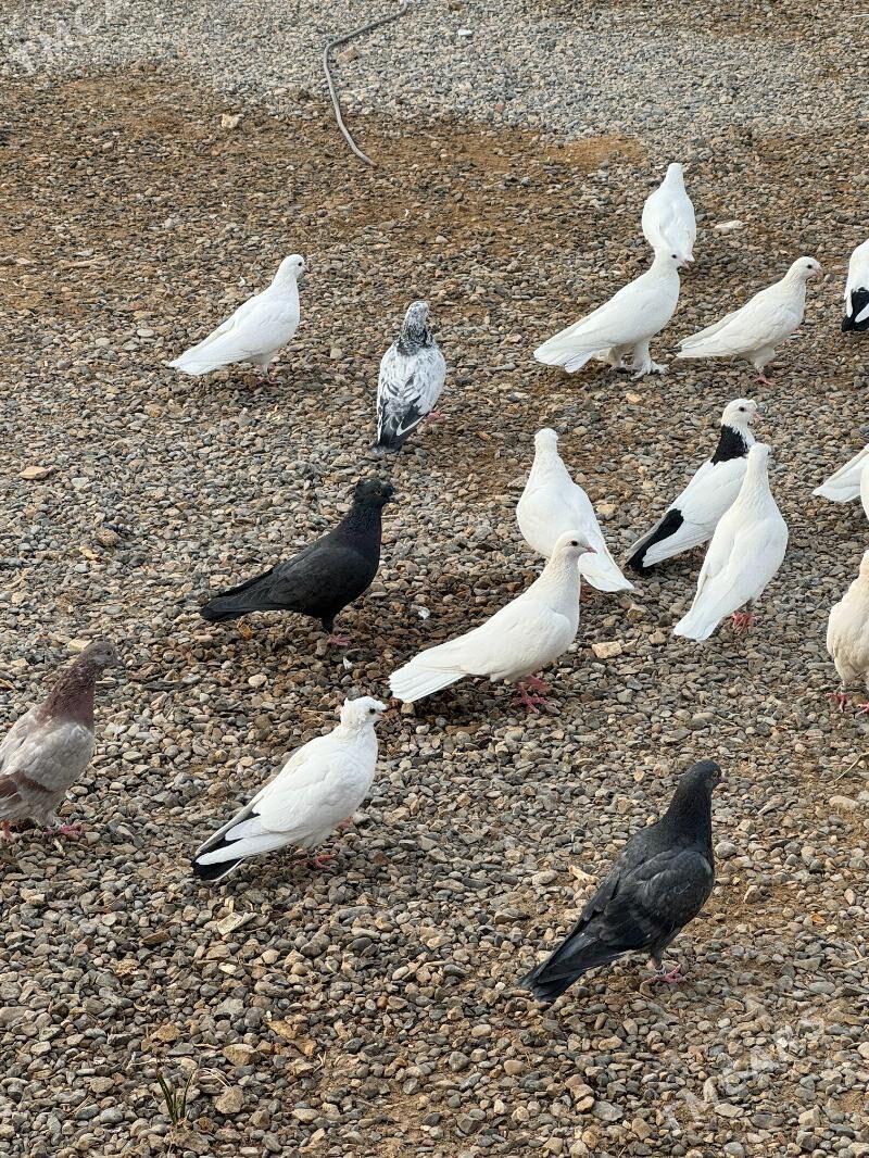 Кепдери - Векильбазар - img 3