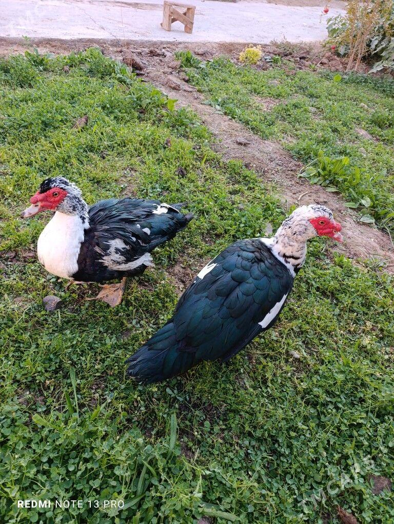 Indawutga - Mary - img 3