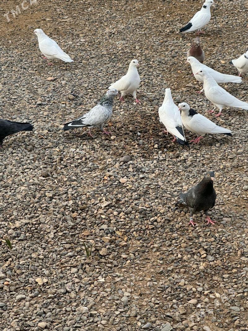 Кепдери - Векильбазар - img 2