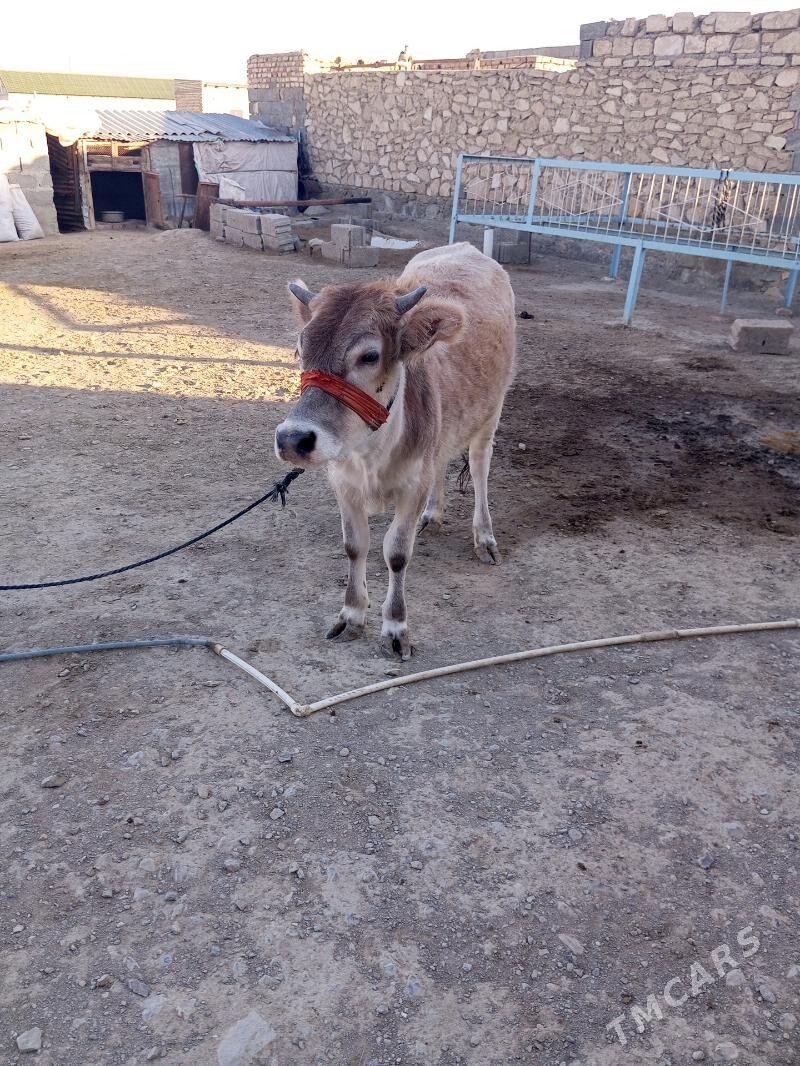 Öý haýwanlaryGöleli sygyr - Берекет - img 3