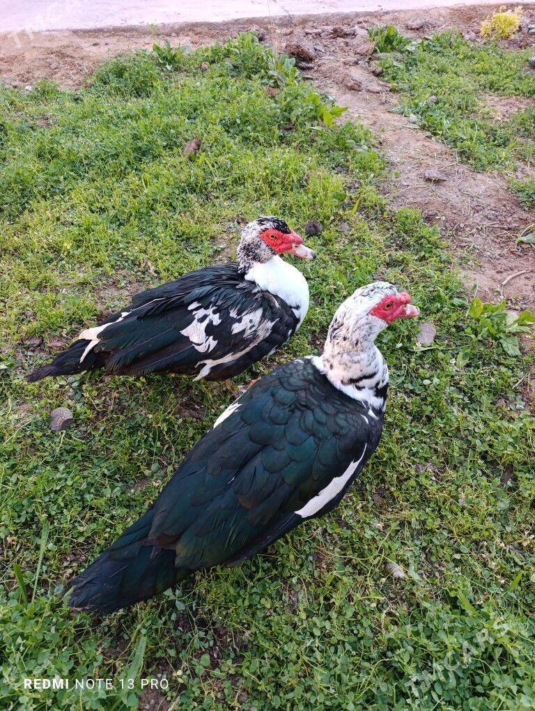 Indawutga - Mary - img 2