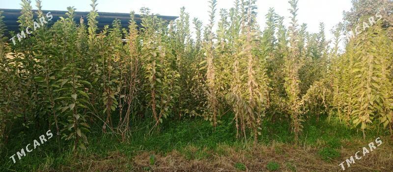 черешьния гара - Сакарчага - img 1