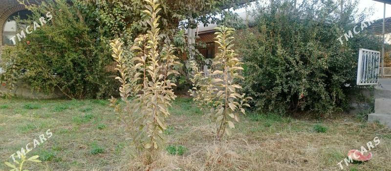 черешьния гара - Сакарчага - img 2