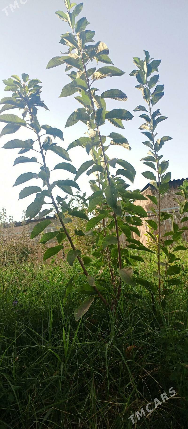 черешьния гара - Сакарчага - img 3