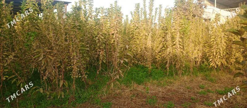 черешьния гара - Сакарчага - img 4