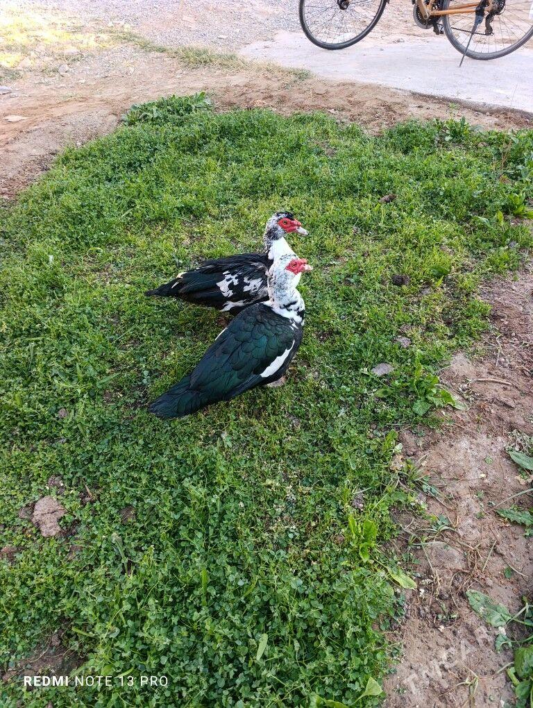 Indawutga - Mary - img 4