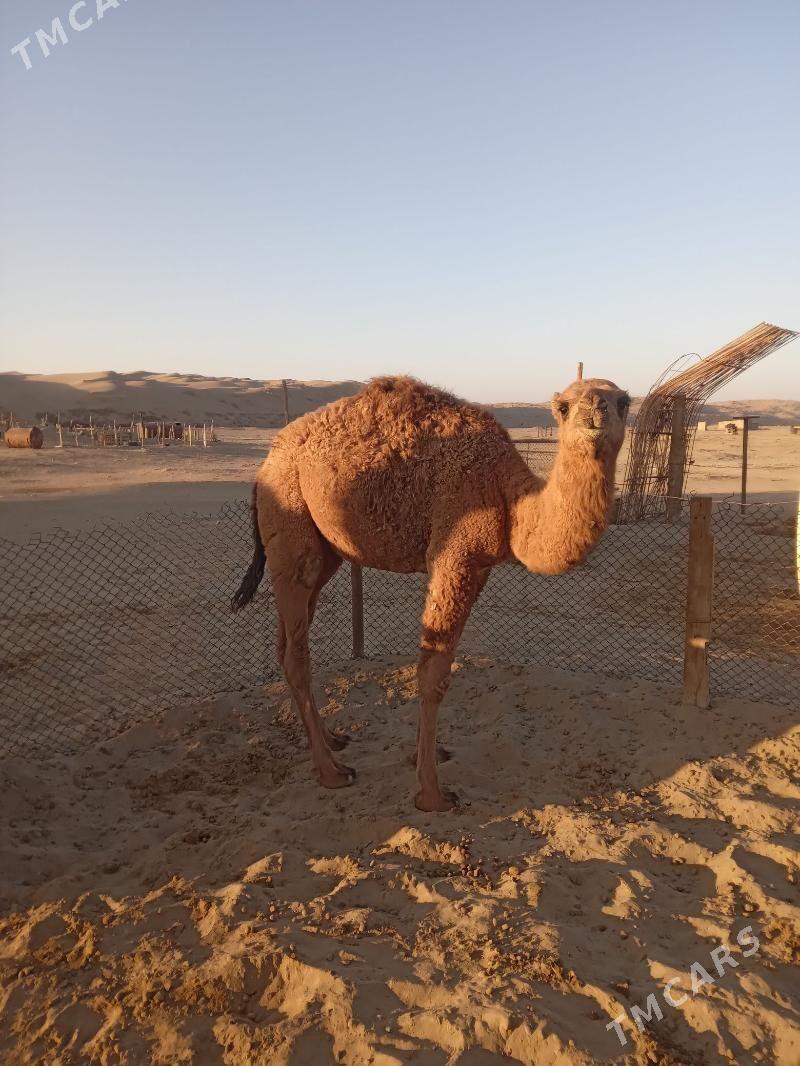 ogşuk torum - Берекет - img 1