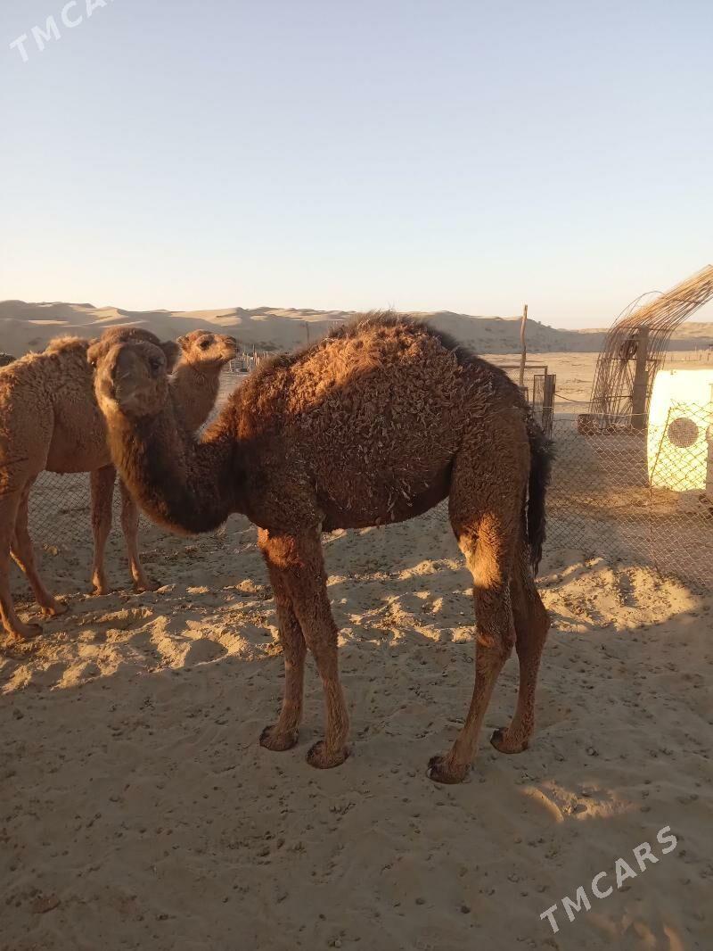 ogşuk torum - Берекет - img 2