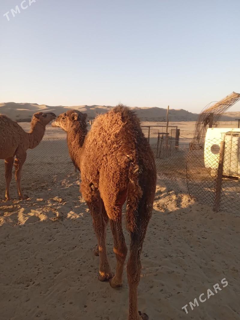 ogşuk torum - Берекет - img 3