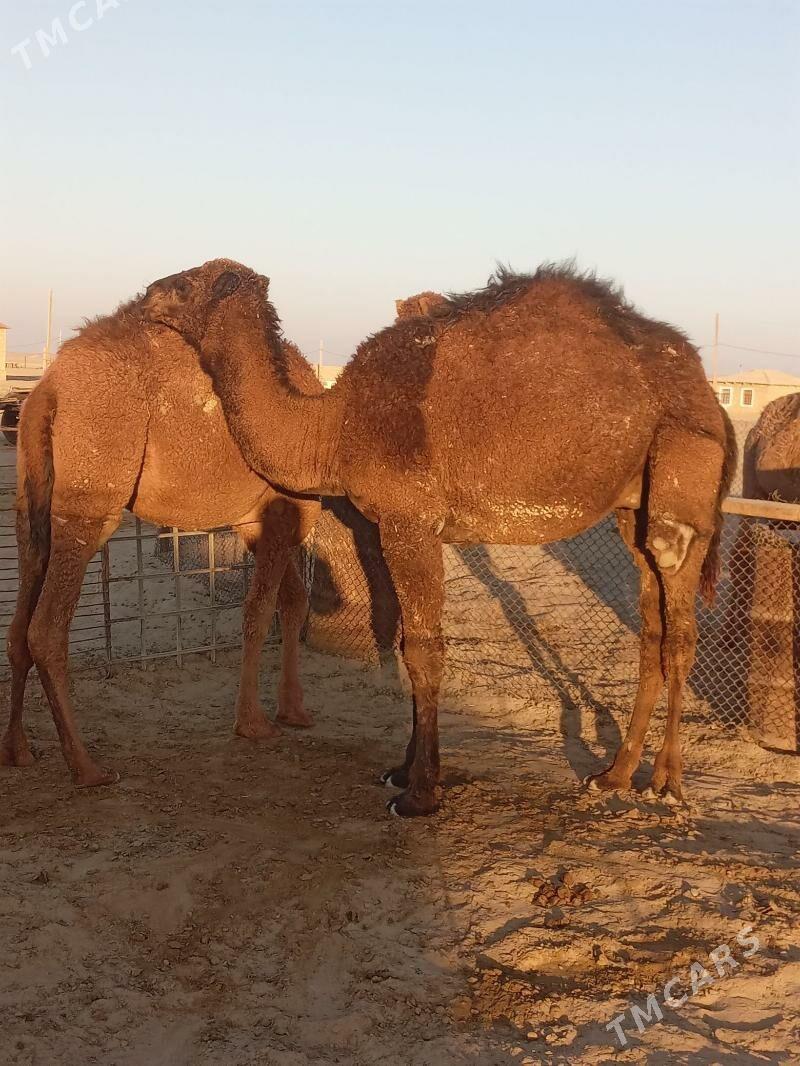 ogşuk torum - Берекет - img 6