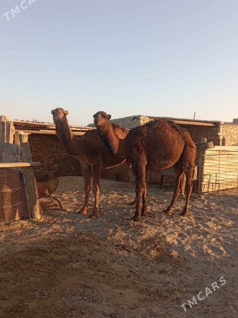 ogşuk torum - Берекет - img 4